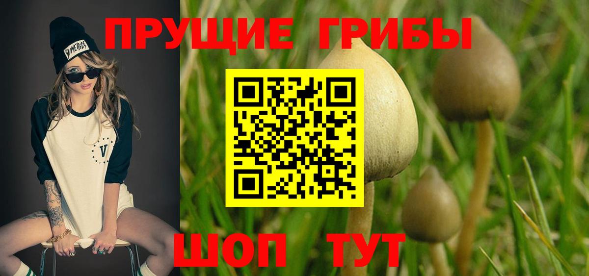 Павлово  Псилоцибиновые грибы мицелий  Вход с VPN  Галлюциногенные грибы Magic Shrooms 